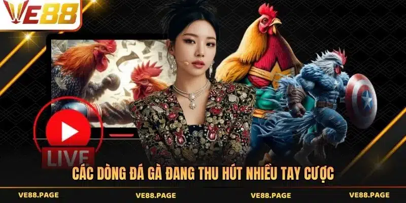 Các dòng đá gà đang thu hút nhiều tay cược