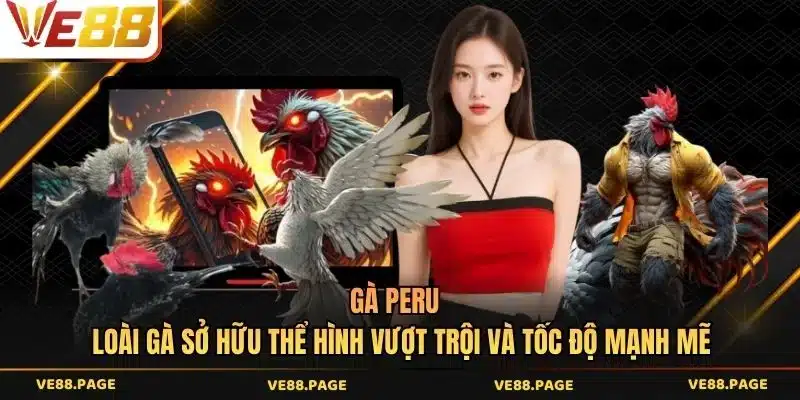 Gà Peru - Loài gà sở hữu thể hình vượt trội và tốc độ tấn công mạnh mẽ